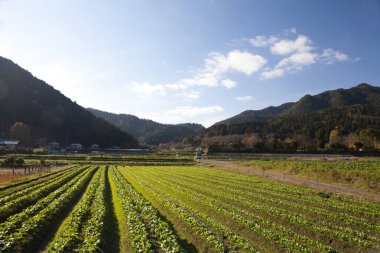 Dağların güzel manzarası ve sabah yeşil tarlalar.