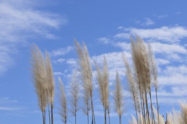 Mavi gökyüzünde kuru sazlıklar