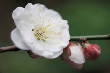 Bahçedeki güzel bahar çiçekleri. Güzel botanik fotoğrafı, doğal duvar kağıdı.          