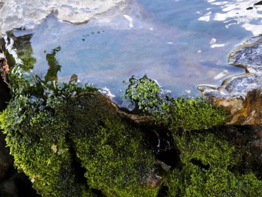 Su kenarında ıslak kayalık yüzeyde büyüyen yeşil yosunlar.