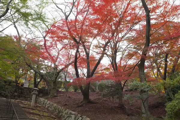 Beautiful Maple Leaves Autumn Japan — Stock Photo, Image