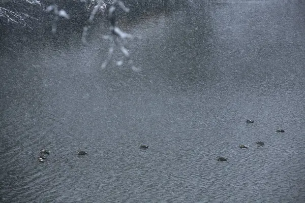 在湖中放养鸭子的冬季公园景观 — 图库照片