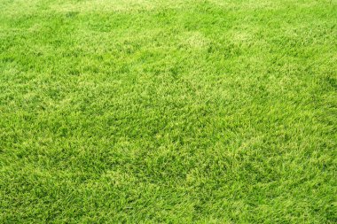 taze yeşil çimen dokusu