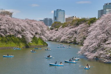 Japonya 'da güzel kiraz çiçekleri