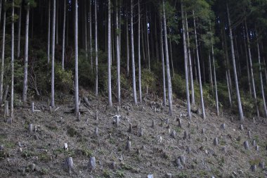 Ormanların tahrip edildiği alan, kurumuş ahşap çubuklar, ağaç kütükleri ve kütükler.        