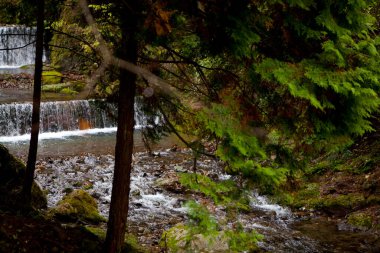 Sonbahar ormanındaki güzel şelale manzarası