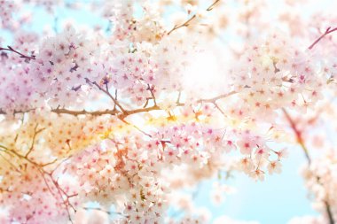 bahar arkaplanı. Sakura çiçekleri açıyor..