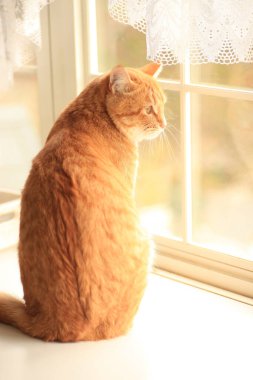 Evdeki pencere pervazında sevimli kırmızı kedi