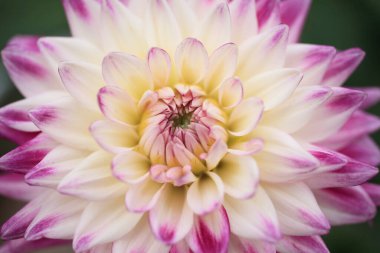 Bahçede çiçek açan güzel yıldız çiçeğinin yakın görüntüsü