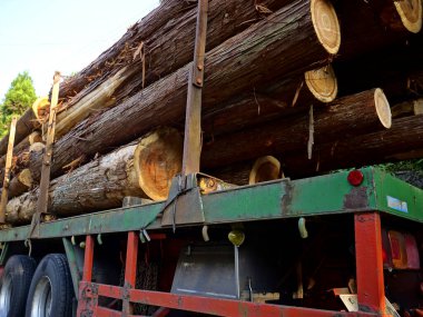 Büyük kesim kütükleri güvenli bir şekilde dışarıdaki yeşil tomruk kamyonuna istiflenmiş.