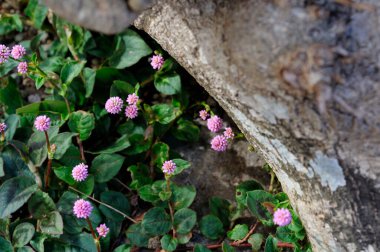 Bahçedeki pembe çiçekler