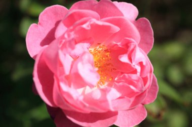 Bahçedeki güzel pembe gül çiçeği. Görüntüyü kapat