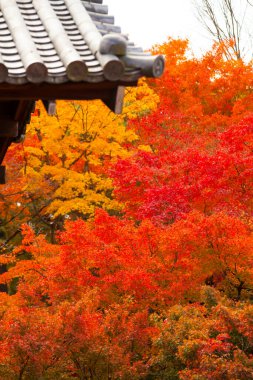 Renkli akçaağaç ağaçları ve sonbahar mevsimi