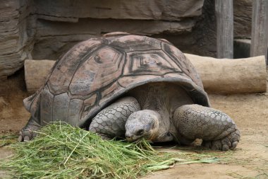 Hayvanat bahçesinde ot yiyen büyük kaplumbağa.