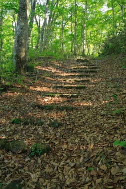 Ağaçların arasından geçen merdivenler.