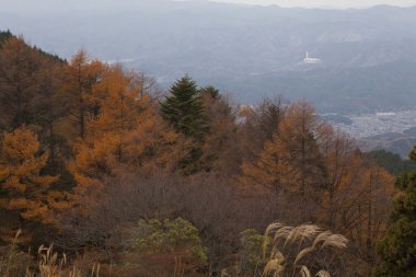 Güzel sonbahar manzarası. Arkasında dağlar olan renkli ağaçlar. 