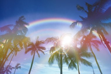 Gökyüzünde renkli gökkuşağı palmiye ağaçlarının üzerinde      