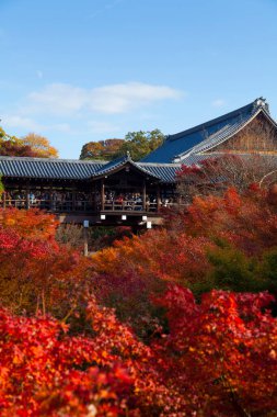 Parkta güzel sonbahar yaprakları