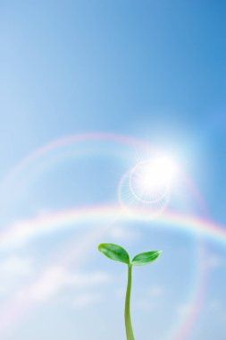 Güneş arka planında yeşil bitki 