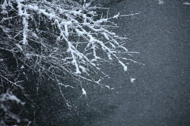 Ağaç dallarında kar ve kışın parkta göl      