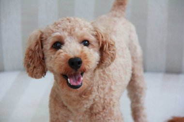 Evdeki güzel bir köpeğin portresi. 