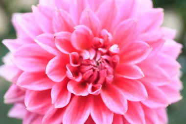 Bahçede çiçek açan güzel yıldız çiçeğinin yakın görüntüsü