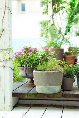 Çiçek saksıları ve bitkiler terasta