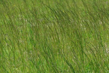 Doğa arka planında uzun otların olduğu bir alan.