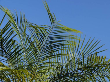 Yeşil palmiye ağacı yaprakları