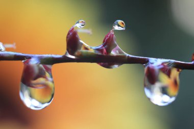 Güzel botanik fotoğrafı, doğal duvar kağıdı.