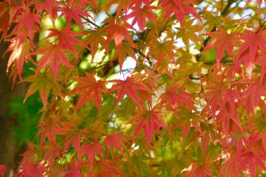 Parkta renkli sonbahar yaprakları, doğal arka plan, sonbahar mevsimi               