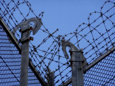 Keskin dikenli teller açık mavi gökyüzü arkaplanına karşı
