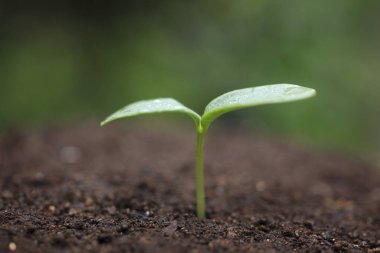 Bahçedeki yeşil genç bitki