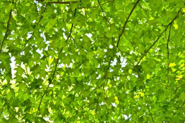 ormanda yeşil yaprakları ile ağaçlar