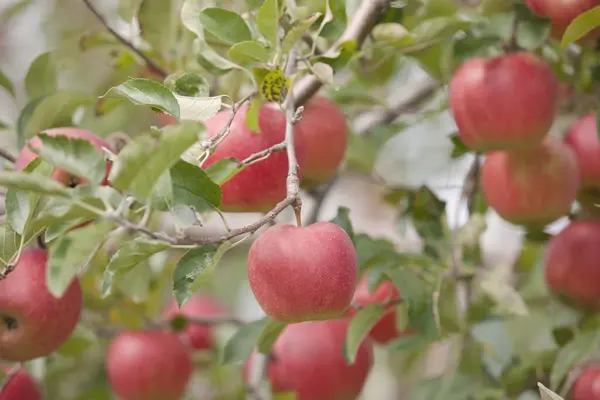 Manzanas Rojas Maduras Ramas Árboles Cerca —  Fotos de Stock