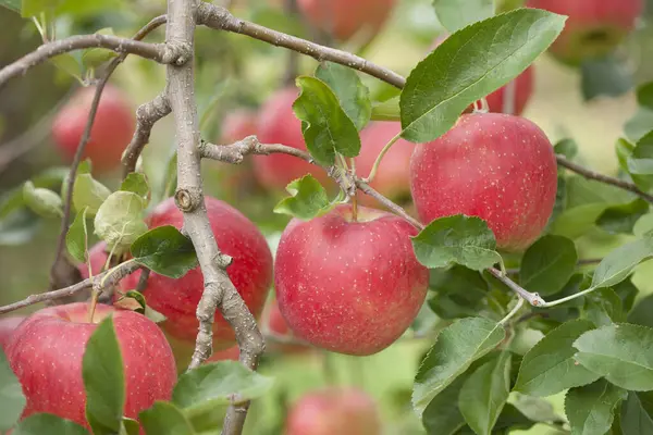 Manzanas Rojas Maduras Árbol Jardín —  Fotos de Stock