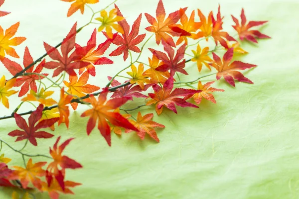 カラフルな秋葉の枝のクローズアップ — ストック写真