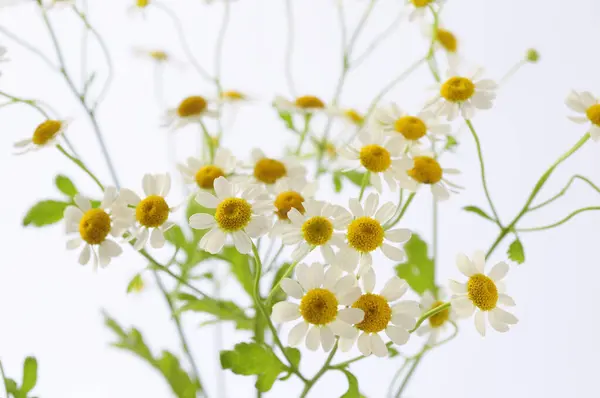 wild camomile flowers on white background