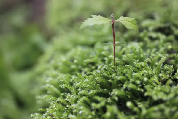 Mała Zielona Roślina Rosnąca Zielonym Mchu Makro — Zdjęcie stockowe