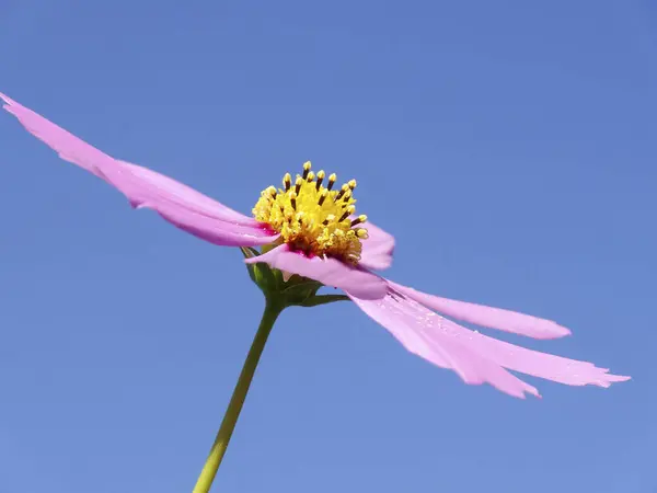 pink cosmos flower against blue sky