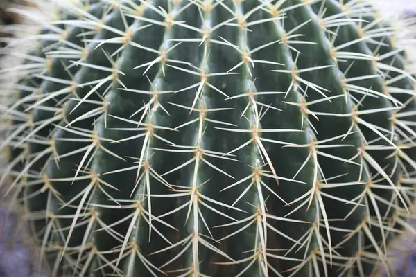 Cactus Close Beautiful Cactus — Stock Photo, Image