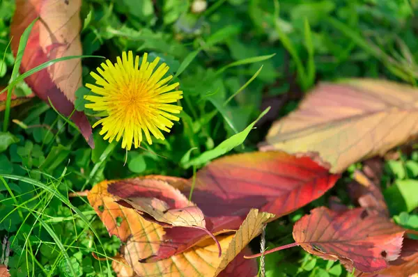 Vista Close Folhas Outono Caídas Coloridas Grama Parque — Fotografia de Stock