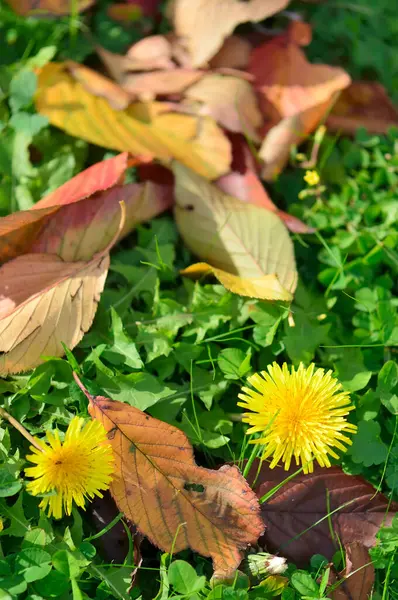 Zbliżenie Widok Kolorowych Spadających Liści Jesieni Trawie Parku — Zdjęcie stockowe