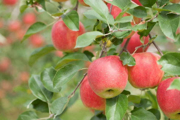 果园里成熟的红苹果的特写 — 图库照片