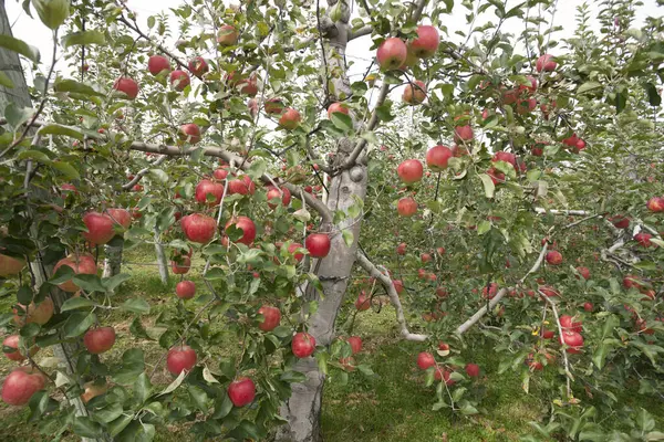 夏天种有红苹果的果园 — 图库照片