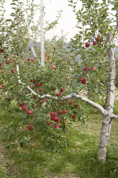 夏天种有红苹果的果园 — 图库照片
