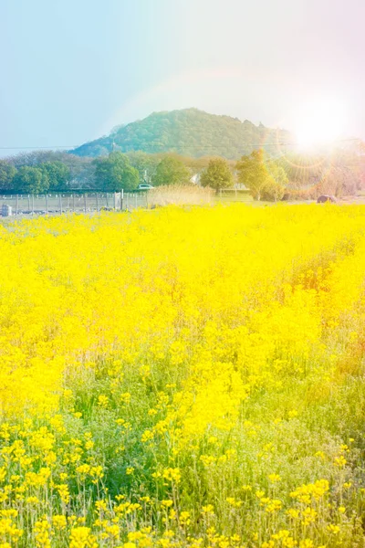 Gelbe Blumen Auf Dem Feld — Stockfoto