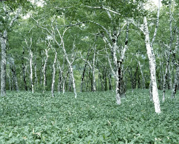 Yeşil ormandaki huş ağaçları