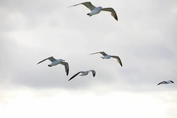 Flock Seagulls Flying Sky — Stock Photo, Image