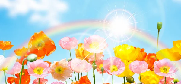 rainbow, flowers and blue sky